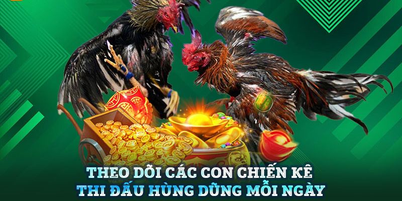 Vô số thể loại hấp dẫn và đặc sắc về chọi kê 